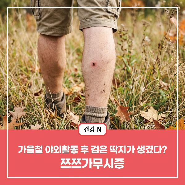 [건강N] 가을철 야외활동 후 검은 딱지가 생겼다? 쯔쯔가무시증