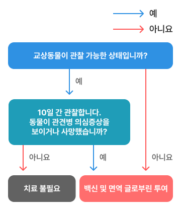국내에서 발생한 동물교상 후 치료 순서도 모바일