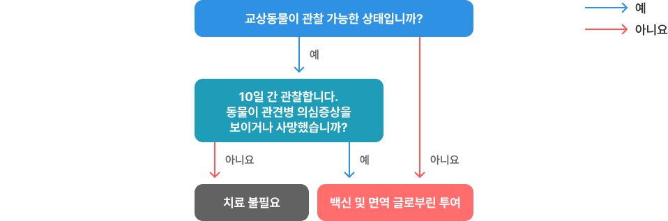국내에서 발생한 동물교상 후 치료 순서도 피씨
